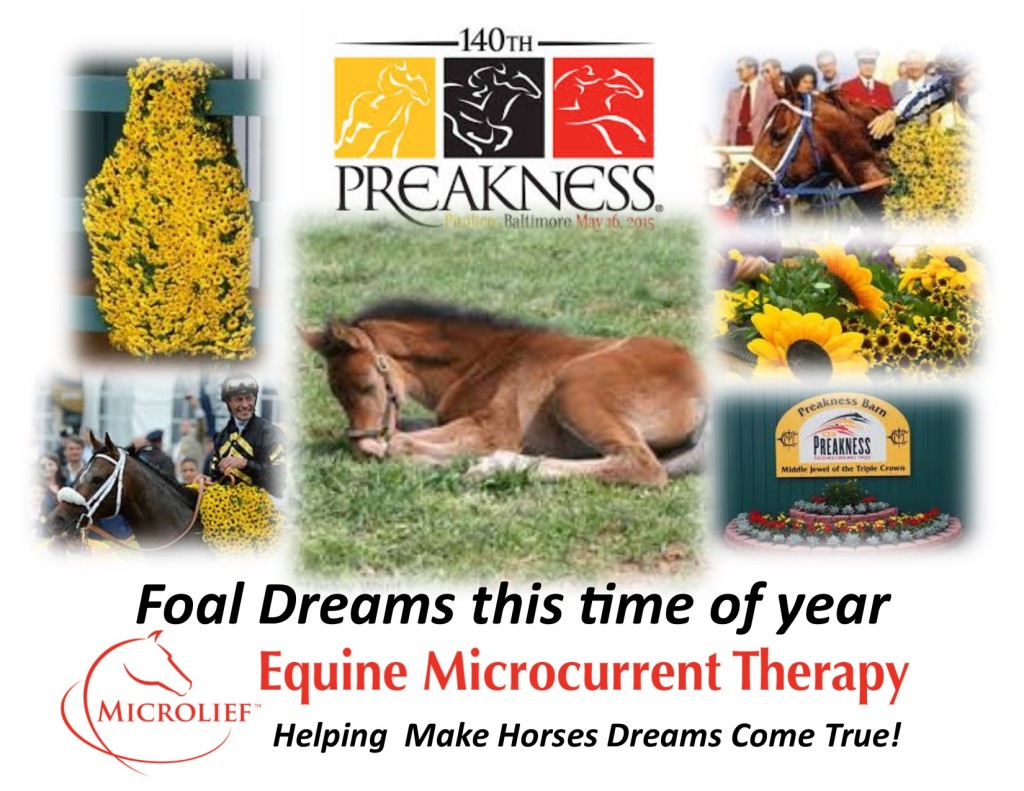 Foal Dreams