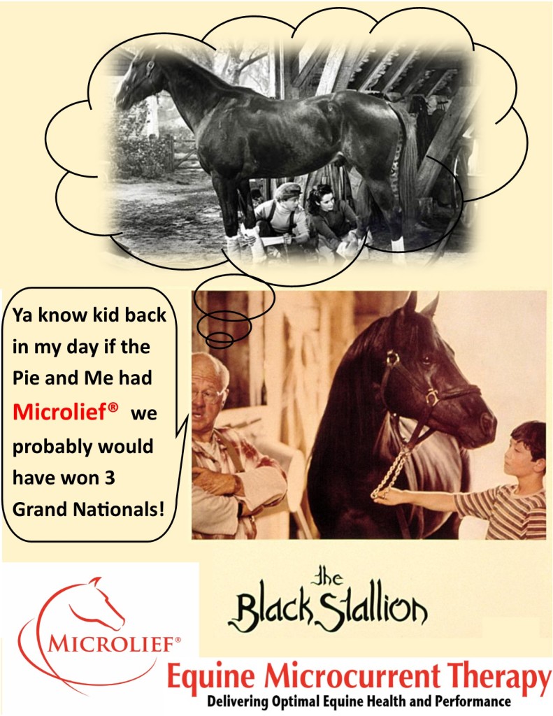 Black Stallion